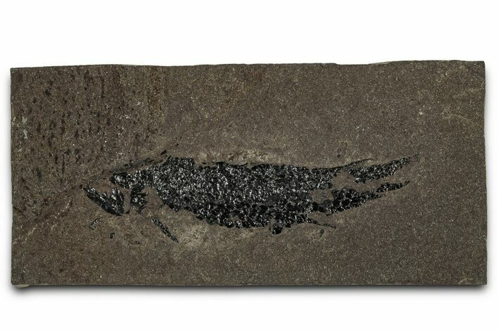 Devonian Lobed-Fin Fish (Osteolepis) Fossil - Scotland #354106